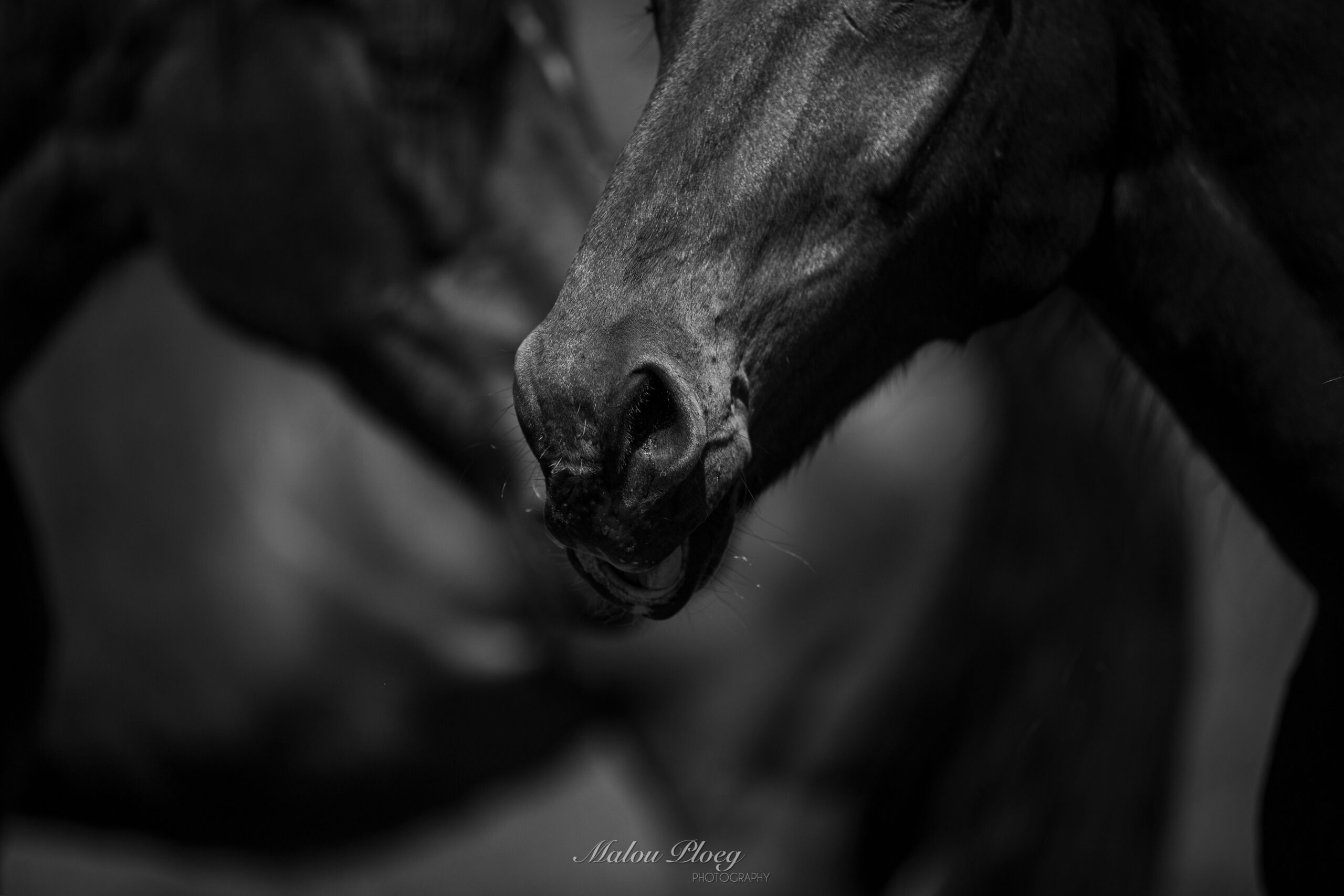 PaardenFotografen NL - Malou Ploeg Photography - PFNL Expo HE 2