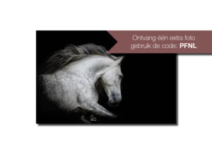 MijnDierenFotograaf - Black Shoot