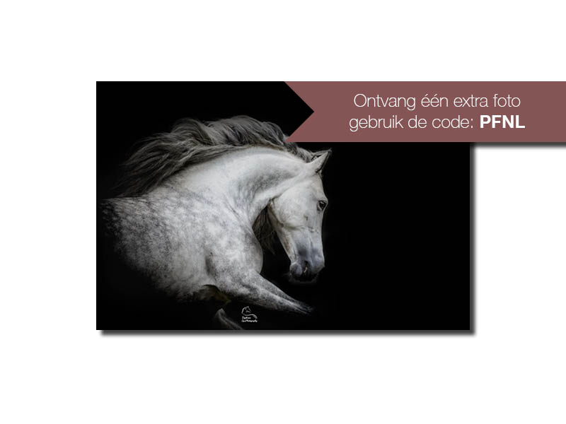 MijnDierenFotograaf - Black Shoot