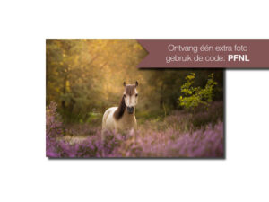 MijnDierenFotograaf - Forever in Focus
