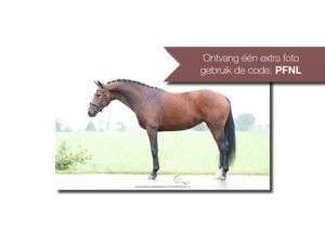 MijnDierenFotograaf - Verkoopreportage