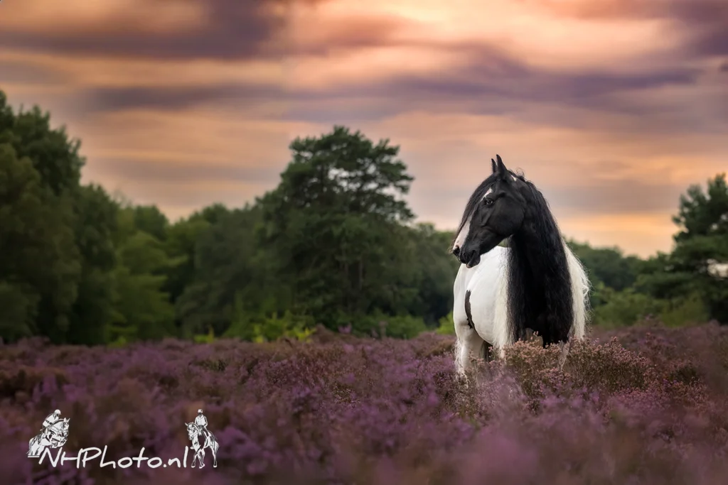 PaardenFotografen NL - NH Photo