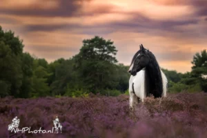 PaardenFotografen NL - NH Photo