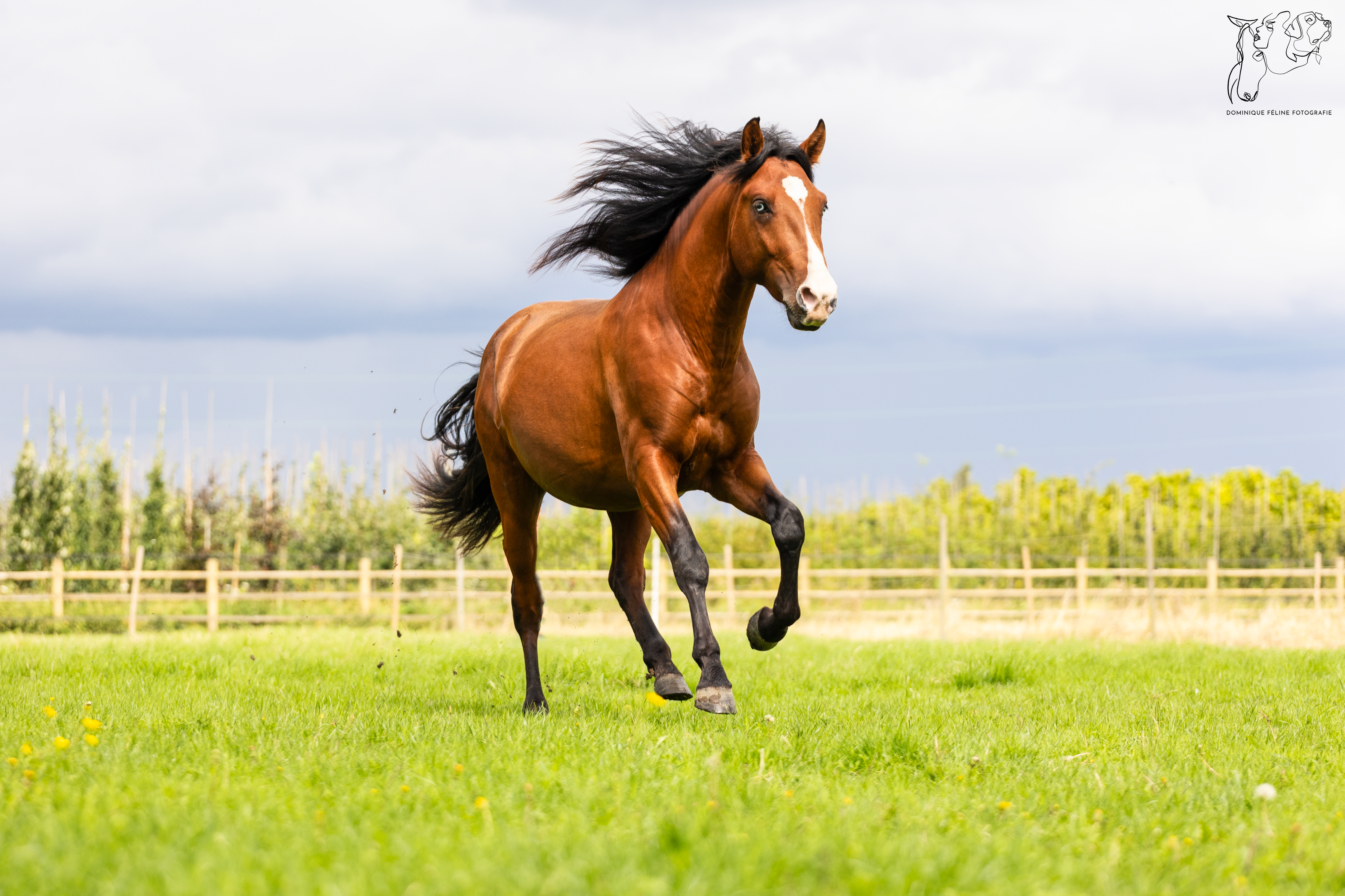 PaardenFotografen NL - Dominique Feline Fotografie - PFNL expo HE 2