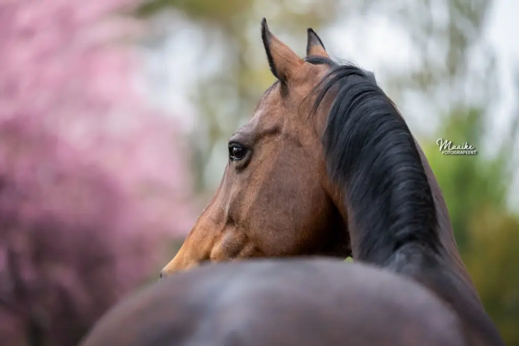 PaardenFotografen NL - Maaike Fotografeert HR