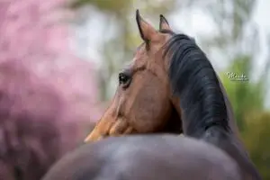 PaardenFotografen NL - Maaike Fotografeert HR