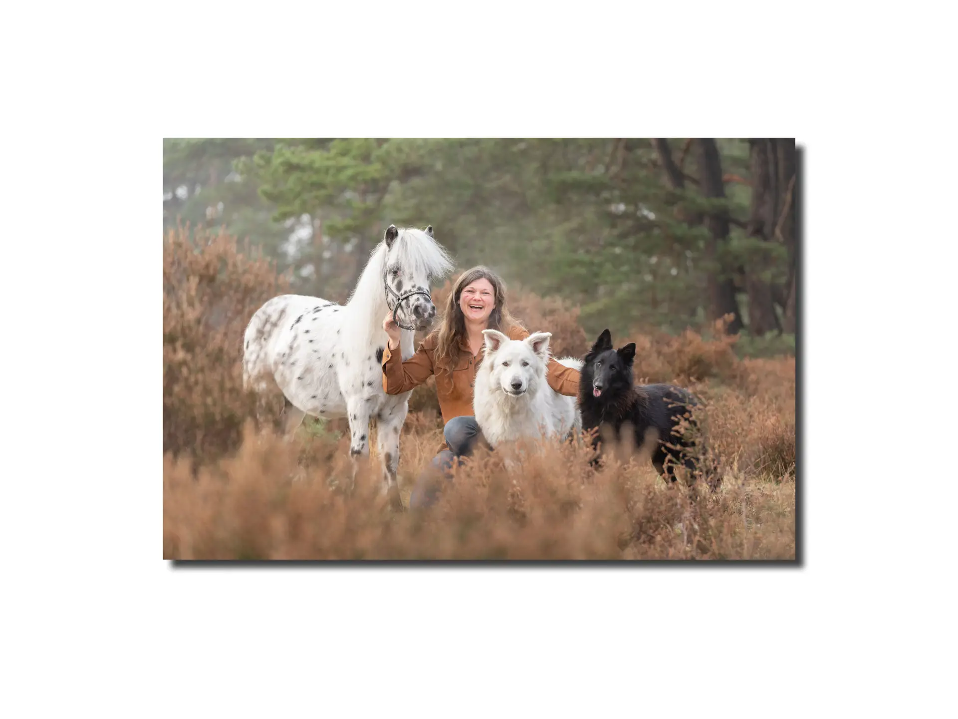 DaKo Fotografie - Paardenfotografie Brons