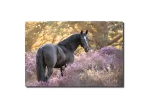DaKo Fotografie - Paardenfotografie Zilver