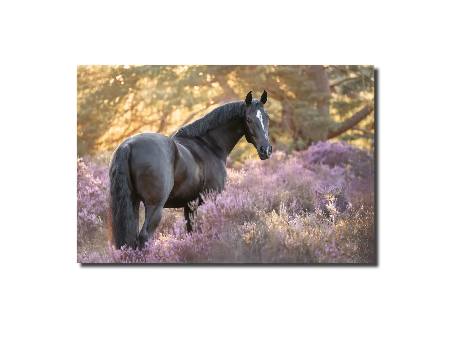 DaKo Fotografie - Paardenfotografie Zilver