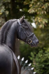 PaardenFotografen NL - Evelien Duin Fotografie groot