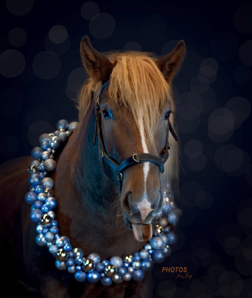 Kerstshoot - Photos for Joy6