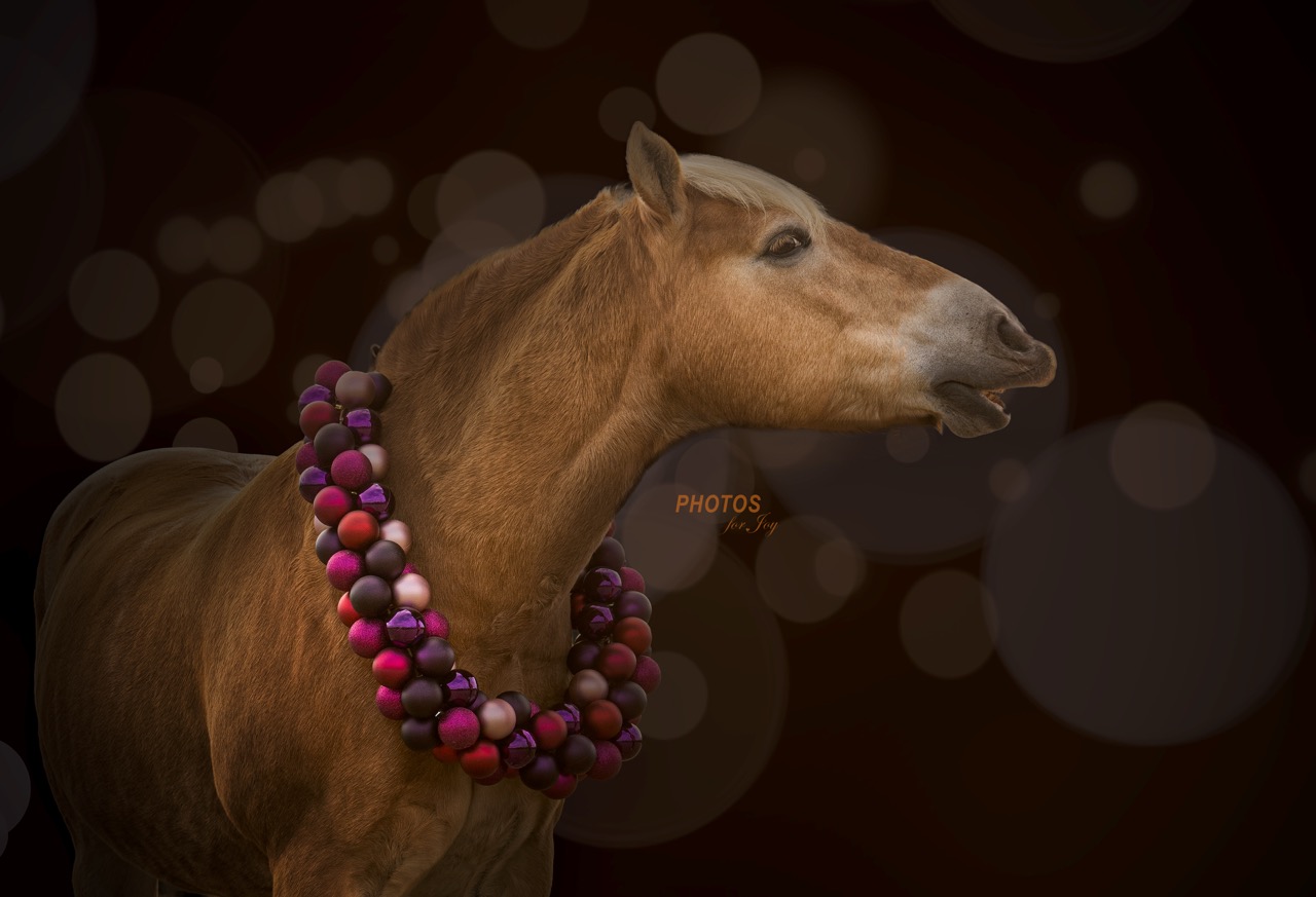 Kerstshoot - Photos for Joy8