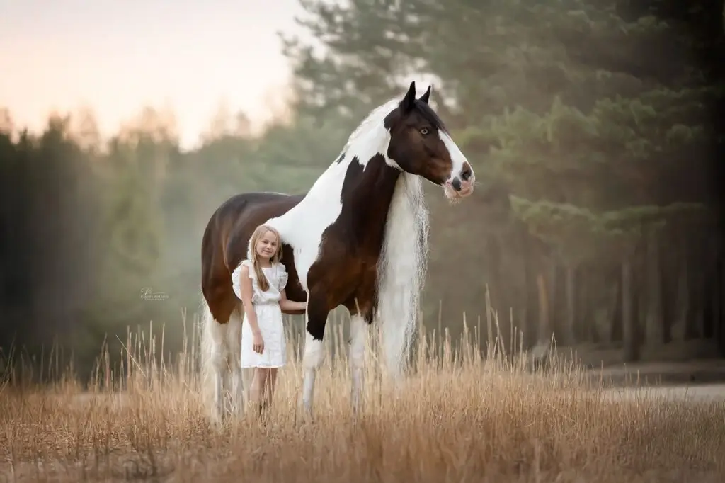 PaardenFotografen NL - Rachel Roelofs Fotografie