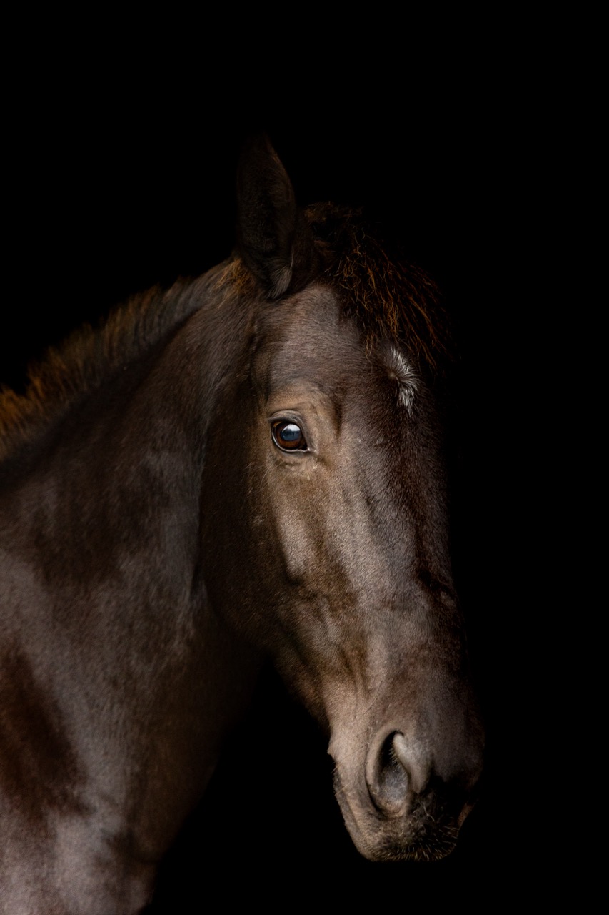 PaardenFotografen NL - Pure Equine Photography groot