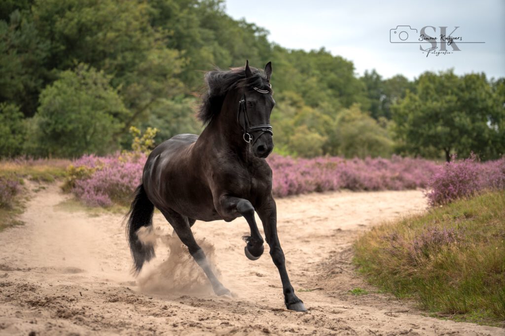 PaardenFotografen NL - Simone Kuijpers Fotografie groot