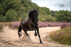 PaardenFotografen NL - Simone Kuijpers Fotografie groot