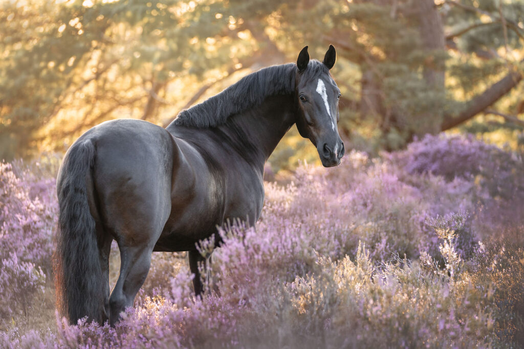 PaardenFotografen NL - DaKo Fotografie V2.1