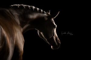 Linda Anna Fotografie - PaardenFotografen NL blog 1