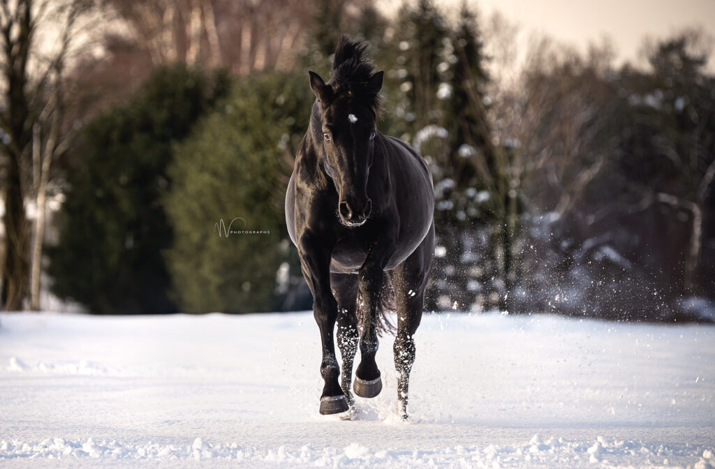 PaardenFotografen NL - MV Photographs - Romy