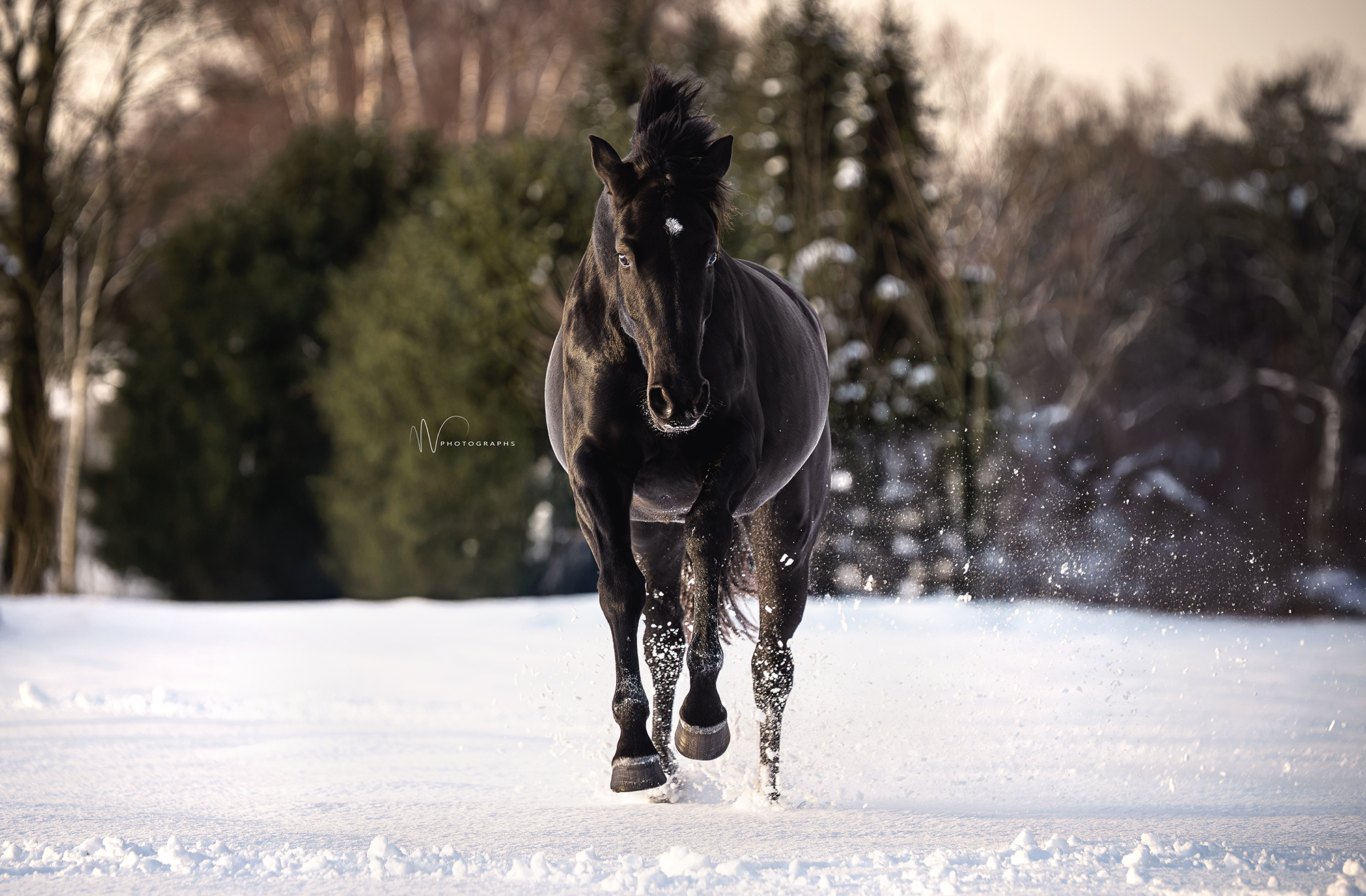 PaardenFotografen NL - MV Photographs - Romy